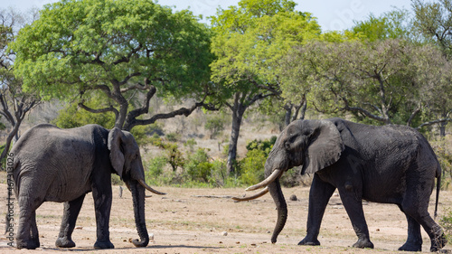 two big old african elephants