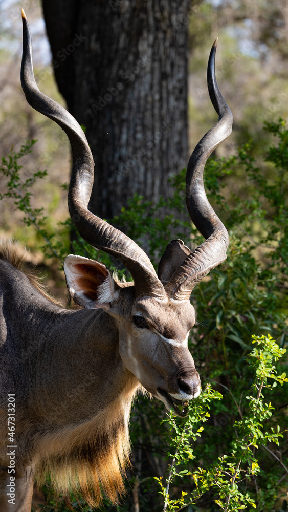 a big kudu bull close up