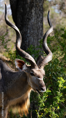 a big kudu bull close up