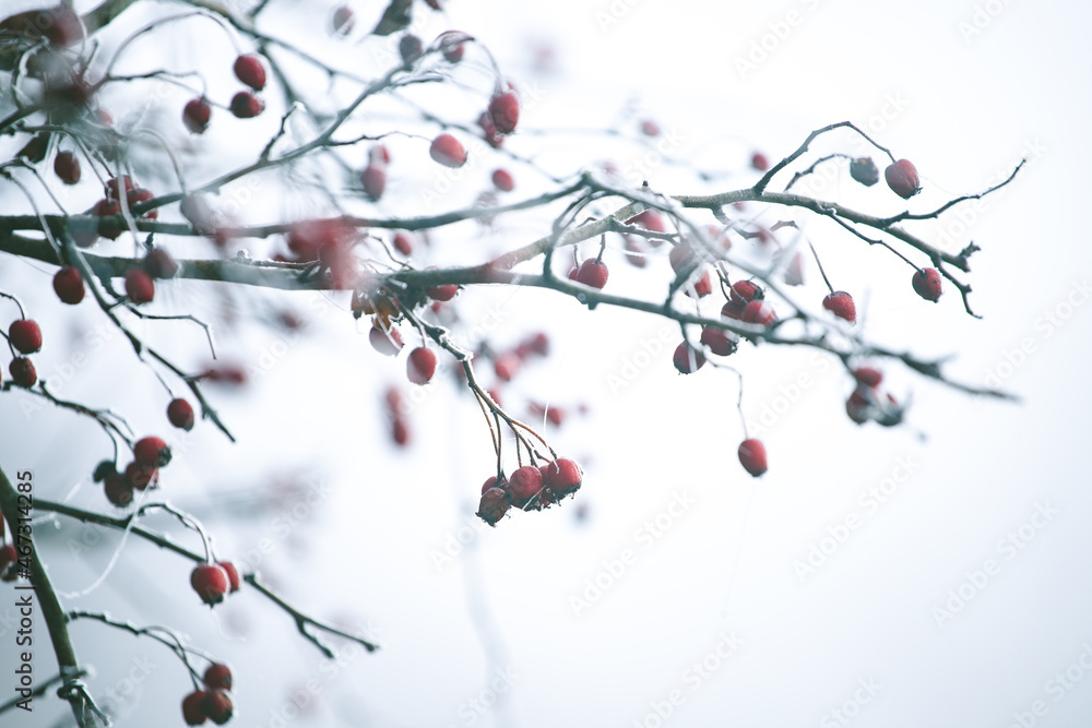 Hawthorn branches with red berries covered with frost. Frozen berries in the forest.