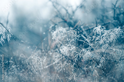 Cold weather background concept. Frozen grass on the meadow with copy space.