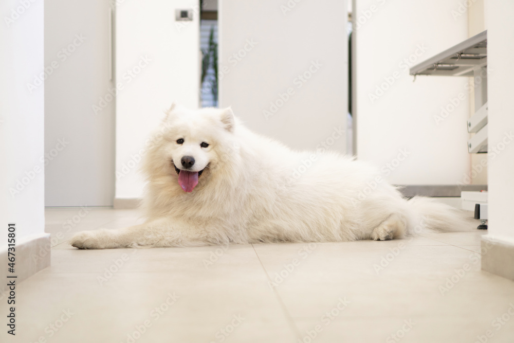 Photo of a purebred dog, Samoyed, lying on the floor of the veterinary clinic. Photo of a purebred dog, Samoyed, lying on the floor of the veterinary clinic.