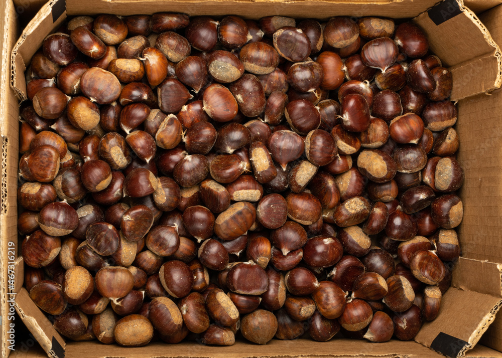 Edible Sweet Chestnuts, Healthy Autumn and Christmas Food Edible Sweet Chestnuts, Healthy Autumn and Christmas Food