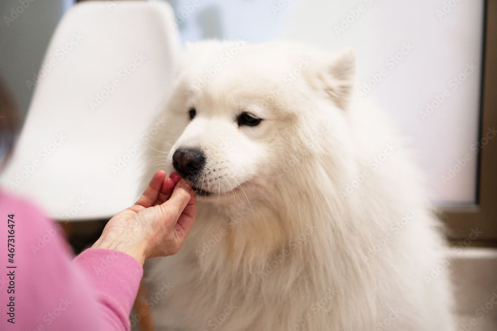 A purebred Samoyed is at the medical examination in the Veterinary clinic. The female vet is checking his condition. A purebred Samoyed is at the medical examination in the Veterinary clinic. The female vet is checking his condition.