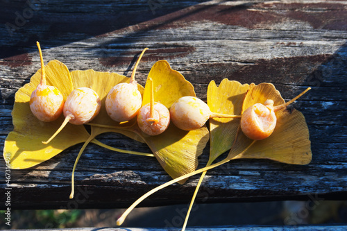 Gingko fruit . Candid.