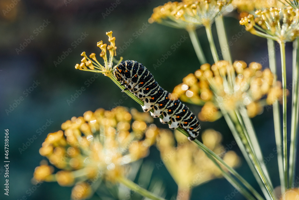 Caterpillar of popilio butterfly of dill stem, garden pests
