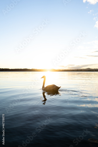 Swan isolated on a lake in backlight at sunset.