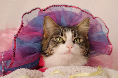 beautiful kitten face in tutu background