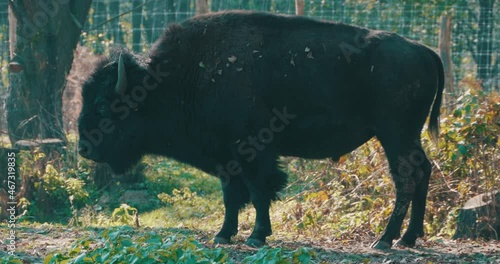 Portrait of an aurochs in a garden, photo