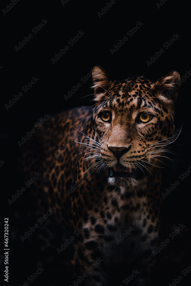 Panthera pardus japonensis Panthera pardus japonensis