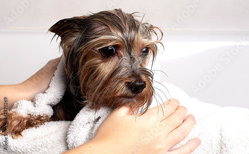 A dog in the bathroom in a towel. Yorkshire Terrier is in the bathroom at home.