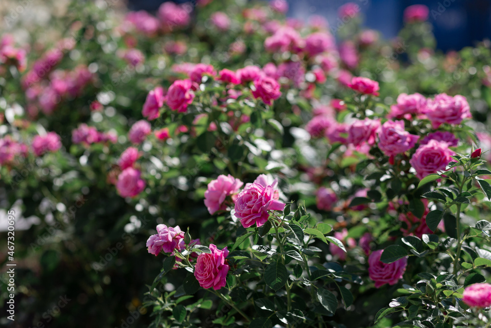 The texture of the bush is pink roses or wild rose, vegetable background The texture of the bush is pink roses or wild rose, vegetable background