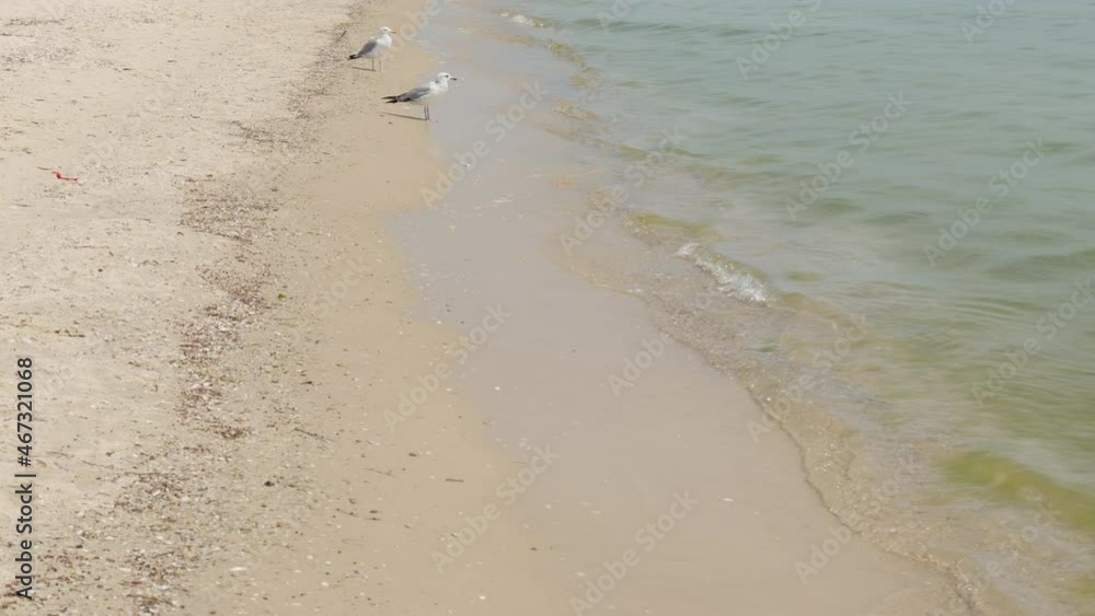View of the beach with seagulls near the sea. Slow motion. 4K View of the beach with seagulls near the sea. Slow motion. 4K