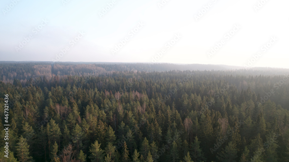 Aerial drone view, shot over the coniferous autumn forest.