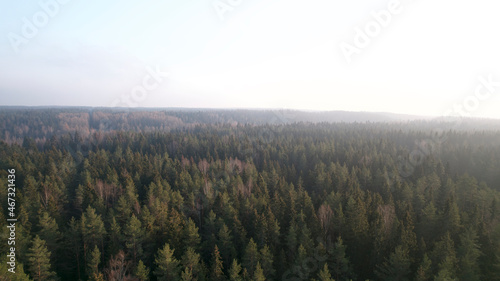 Aerial drone view, shot over the coniferous autumn forest. © Sergei