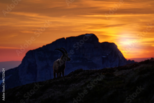Switzerland wildlife. Ibex, Capra ibex, horned alpine animal with rocks in background, animal in the stone nature habitat, Alps. Evening orange sunset, wildlife nature.
