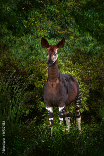 Okapi, Okapia johnstoni, brown rare forest giraffe, in the dark green forest habitat. Big animal in natiopnal park in Congo, Africa. Okapi, wildlife nature. Travelling in Africa. photo