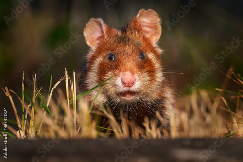 European hamster, Cricetus cricetus, in meadow grass, Vienna, Austria. Brown and white Black-bellied hamster, front view portrait in the nature habitat. Wild cute mouse, summer wildlife.