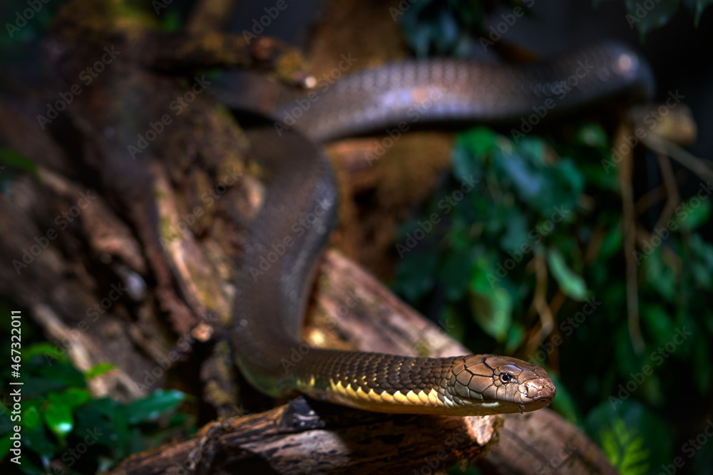 Obraz premium King Cobra, Ophiophagus hannah, snake reptile in the nature forest habitat. Cobra on the tree, close-up portrait, Java island in Indonesia in Asia. Wildlife nature.