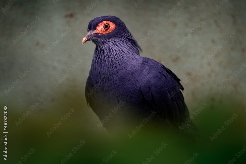 Madagascar blue pigeon, Alectroenas madagascariensis, rainforest in eastern, central, and northern Madagascar. Dark blue violet bird in the nature. Wildlife Madagascar. Pigeon dove in habitat. Madagascar blue pigeon, Alectroenas madagascariensis, rainforest in eastern, central, and northern Madagascar. Dark blue violet bird in the nature. Wildlife Madagascar. Pigeon dove in habitat.