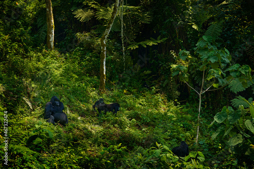 Canvas Print Mountain gorilla, Bwindi National Park in Uganda