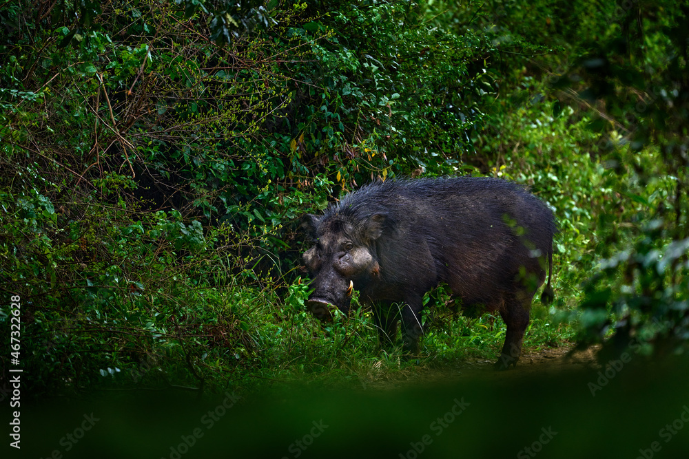 Giant forest hog, Hylochoerus meinertzhageni, big black pig in the nature habitat. Hog in the green tropic vegetation, Ishasha river in Uganda, Africa. Wildlife nature. Forest pig in habitat. Giant forest hog, Hylochoerus meinertzhageni, big black pig in the nature habitat. Hog in the green tropic vegetation, Ishasha river in Uganda, Africa. Wildlife nature. Forest pig in habitat.