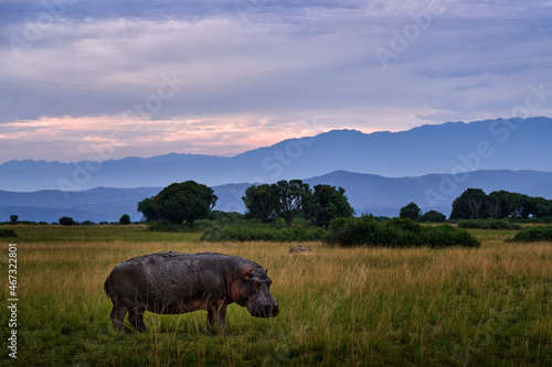 Photography Hippo on the meadow in the Queen Elizabeth NP in Uganda