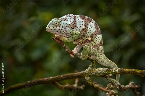 flap-necked chameleon (Chamaeleo dilepis),on the branch in forest habitat. Exotic beautiful endemic green reptile with long tail from South Africa. Wildlife scene from nature.  Female of chameleon. photo