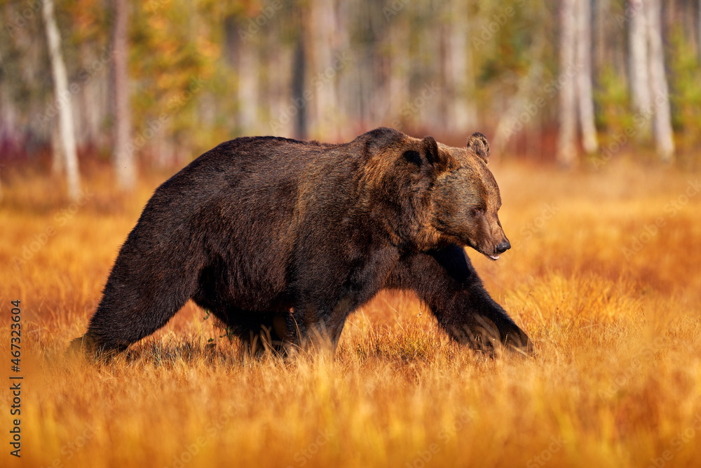 Autumn nature. Bear hidden in yellow forest. Fall trees with bear, mirror reflection. Beautiful brown bear walking around lake, fall colors, Finland, Europe. Autumn nature. Bear hidden in yellow forest. Fall trees with bear, mirror reflection. Beautiful brown bear walking around lake, fall colors, Finland, Europe.
