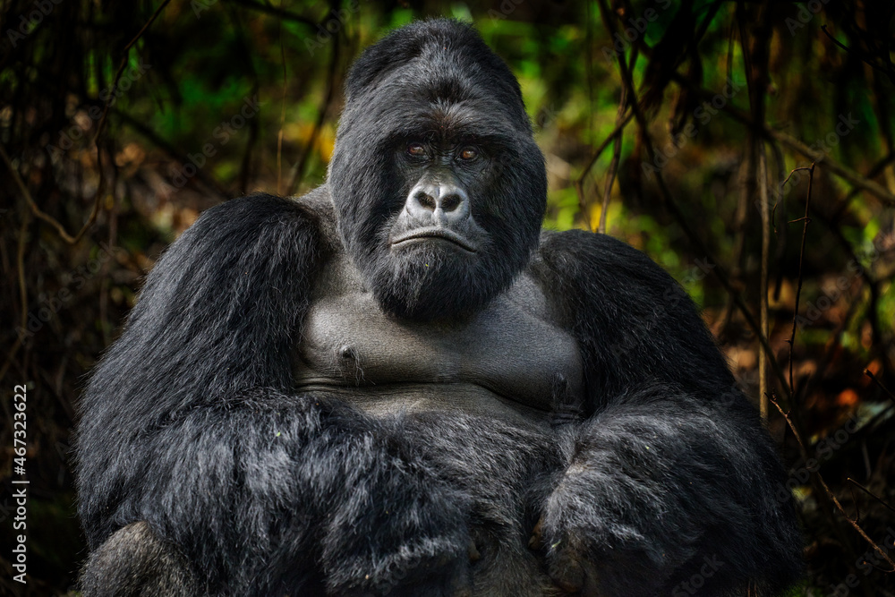 Gorilla - wildlife close-up portrait of Mountain gorilla, Mgahinga National Park in Uganda. Detail head portrait with beautiful eyes. Wildlife scene from nature. Africa nature. Gorilla - wildlife close-up portrait of Mountain gorilla, Mgahinga National Park in Uganda. Detail head portrait with beautiful eyes. Wildlife scene from nature. Africa nature.