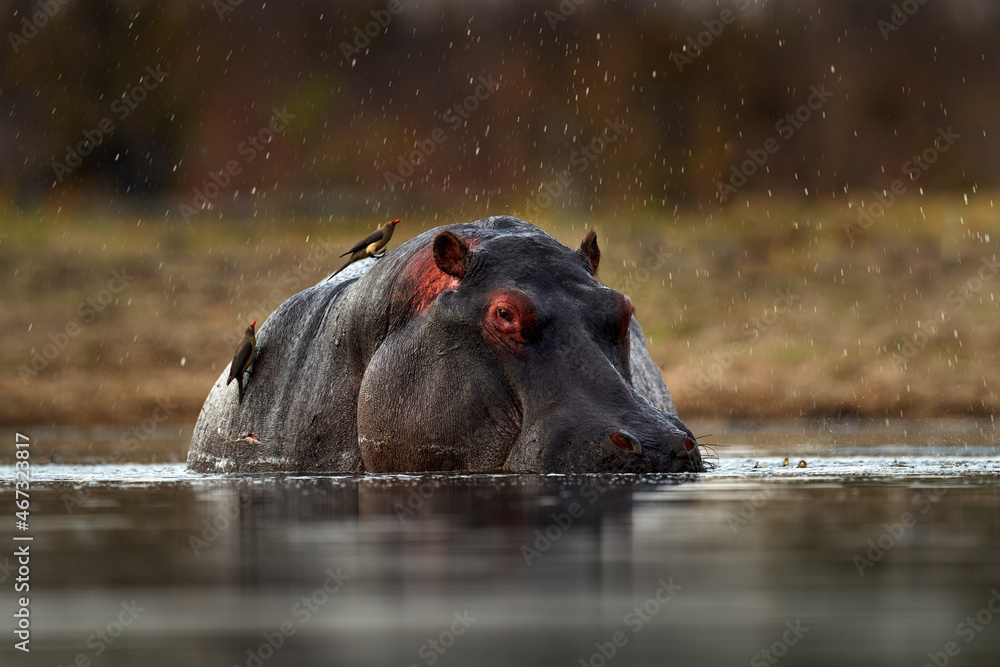 Hippo with birds. African Hippopotamus, Hippopotamus amphibius capensis, with evening sun, animal in the nature water habitat, Khwai, Moremi in Botswana, Africa. Wildlife scene from nature. Hippo with birds. African Hippopotamus, Hippopotamus amphibius capensis, with evening sun, animal in the nature water habitat, Khwai, Moremi in Botswana, Africa. Wildlife scene from nature.