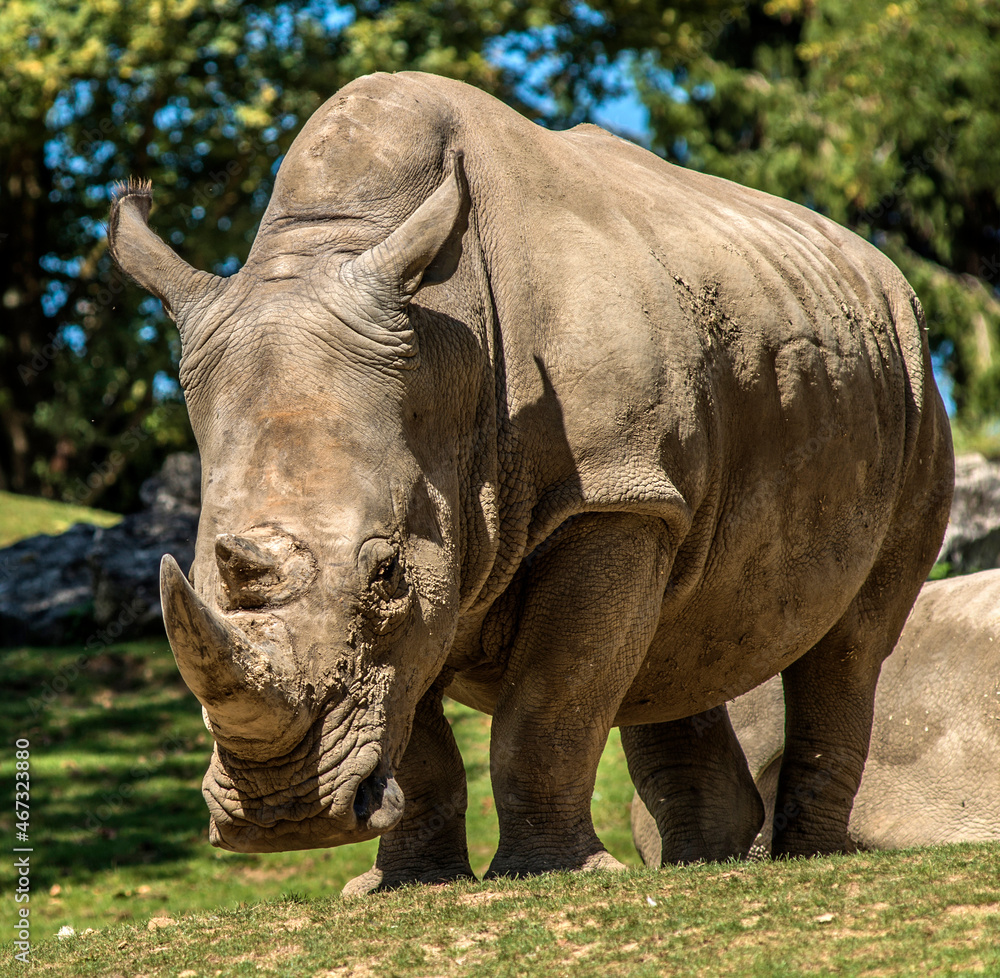 Fototapeta premium Rhinocéros solitaire dans le parc zoologique de Saint-Aignan, Loir-et-Cher, France