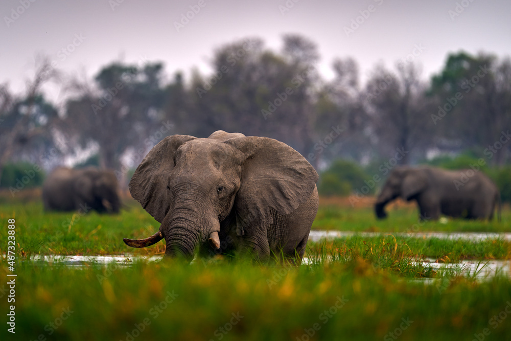 Fototapeta premium Elephant herd in the Khwai river, Moremi, Botswana in Africa. Elephants in the water with green vegetation. Wildlife nature in Africa.
