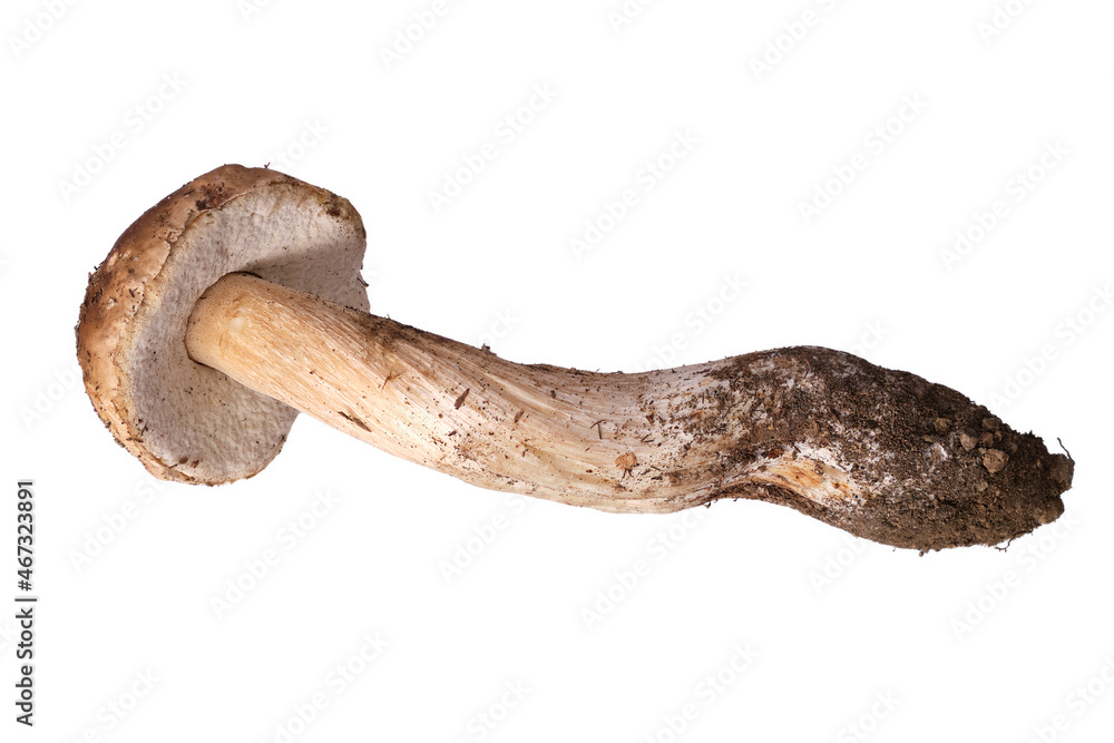 Large fresh organic Boletus or Porcini mushroom isolated on white background. Large fresh organic Boletus or Porcini mushroom isolated on white background.
