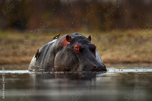 Hippo with birds. African Hippopotamus, Hippopotamus amphibius capensis, with evening sun, animal in the nature water habitat, Khwai, Moremi in Botswana, Africa. Wildlife scene from nature.