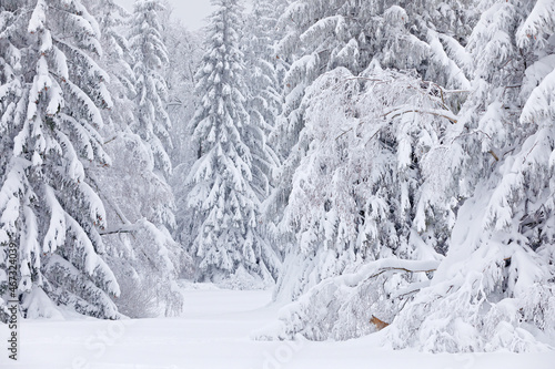 Winter wildlife, lynx. Cute big cat in habitat, cold condition. Snowy forest with beautiful animal wild lynx, Czech Republic. Eurasian Lynx nature running, wild cat in the forest habitat with snow.