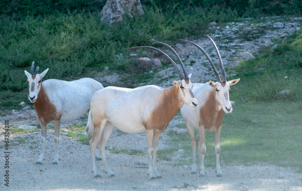 three antelopes oryx stand on the road at the zoo
