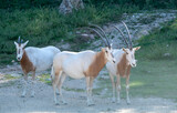 three antelopes oryx stand on the road at the zoo