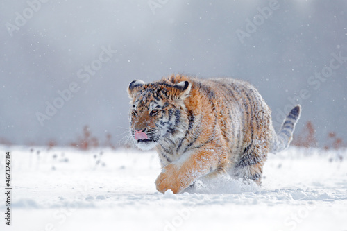 Tiger in wild winter nature, running in the snow. Siberian tiger, Panthera tigris altaica. Snowflakes with wild cat. Action wildlife scene with dangerous animal. Cold winter in taiga, Russia.