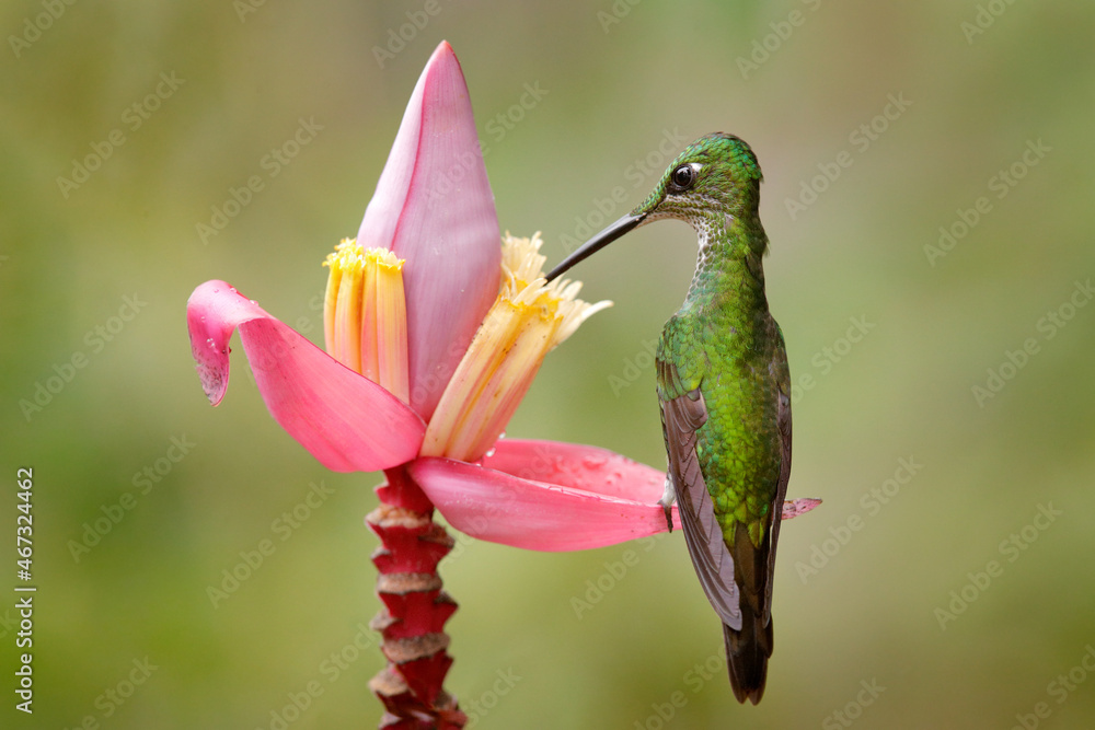 Fototapeta premium Bird sucking sweet nectar in jungle. Empress Brilliant, Heliodoxa imperatrix, beautiful hummingbird in the nature habitat. Green bird with long tail from Ecuador. Wildlife scene from tropic nature.
