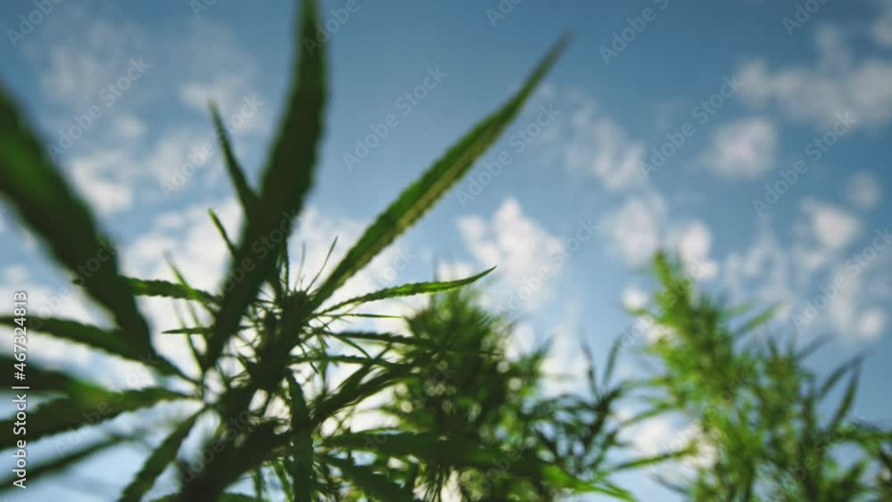 The camera moves up through the cannabis bush to the blue sky. Close-up. The camera moves up through the cannabis bush to the blue sky. Close-up.