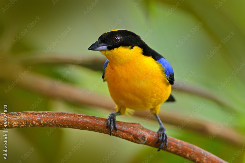 -, bird sitting on the moss tree branch in the dar forest nature habitat, Amagusa reserve, Ecuador. Birdwatching in Ecuador. Tanager in Ecuador.