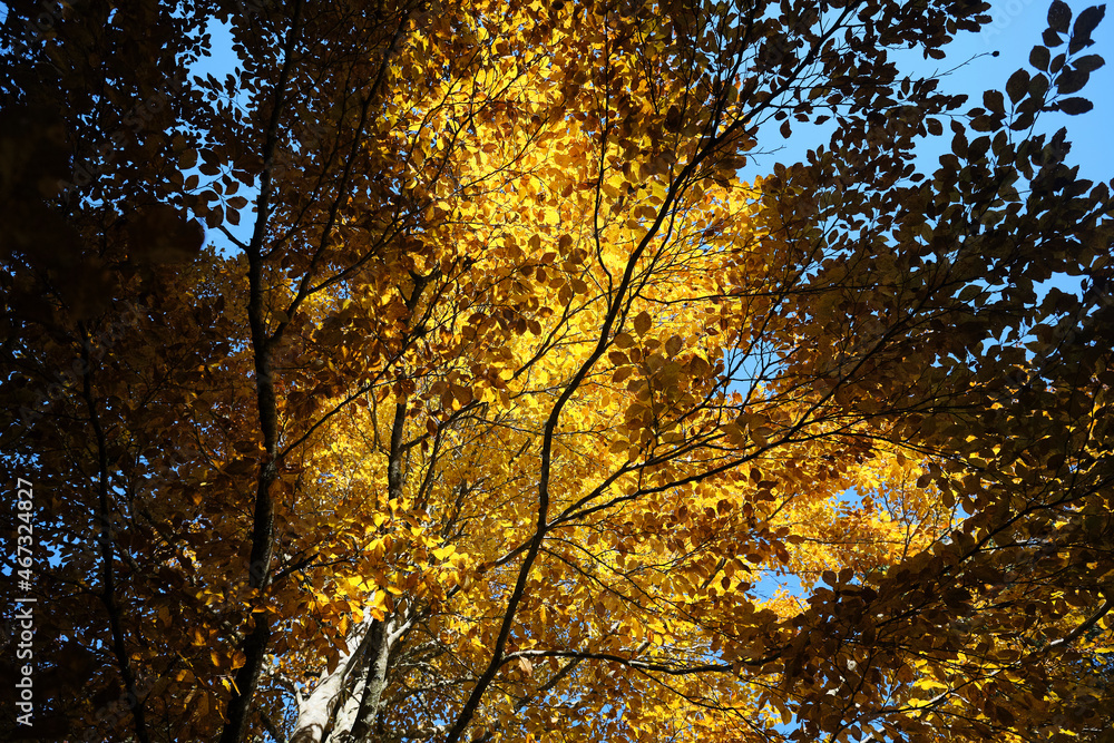 Riserva naturale integrale Piaie Longhe-Millifret in autunno, Foresta del Cansiglio, Italia