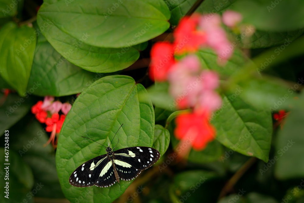Heliconius atthis, the false zebra longwing Heliconius atthis, the false zebra longwing