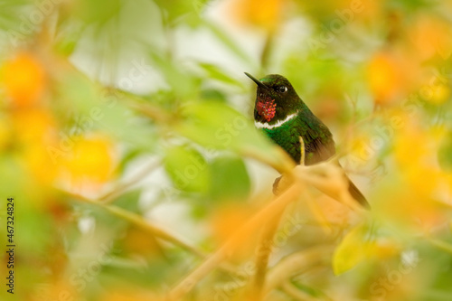 Gorgeted sunangel, Heliangelus strophianus, hummingbird with yellow flower bloom tree. Bird from Mindo in Ecuador, South America. Hummingbird in the habitat. Sunangel, tropic nature, wildlife. photo