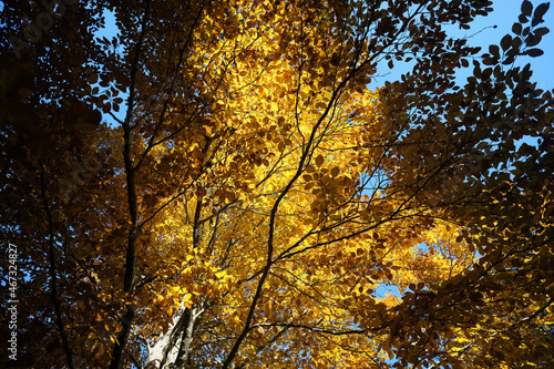 Riserva naturale integrale Piaie Longhe-Millifret in autunno  Foresta del Cansiglio  Italia