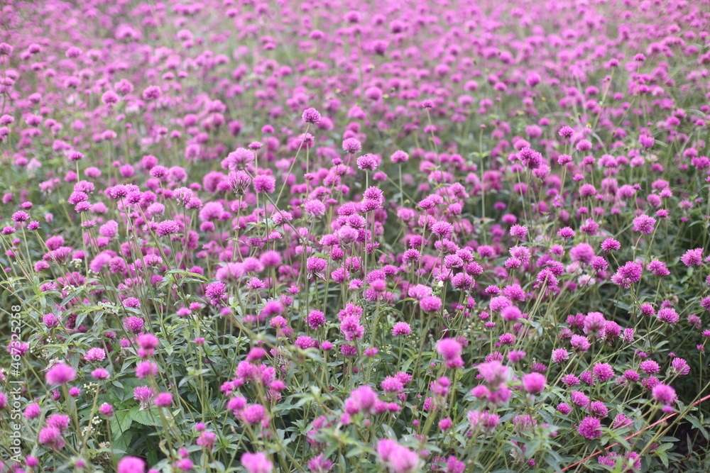Amaranth flower field and blurred background. Amaranth flower field and blurred background.