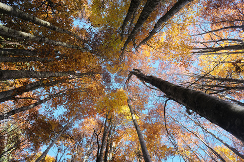 Riserva naturale integrale Piaie Longhe-Millifret in autunno, Foresta del Cansiglio, Italia photo