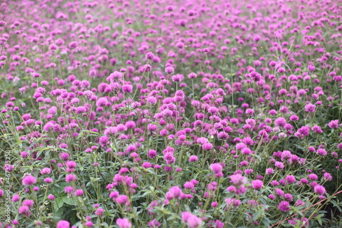 Amaranth flower field and blurred background.