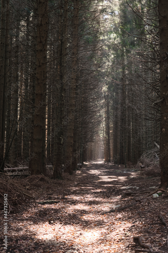 Sentiero nel bosco con luce che filtra tra le chiome